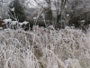 Nether Alderley | Winter 2008 Nether Alderley | Winter 2008